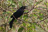 Carib Grackle